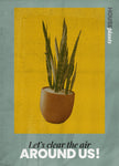 House Plants Series